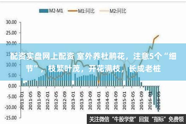 配资实盘网上配资 室外养杜鹃花，注意5个“细节”，枝繁叶茂，开花满枝，长成老桩